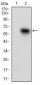 CD68 Antibody
